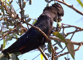 Red-tailed_black_cockatoo
