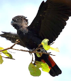 RedTail