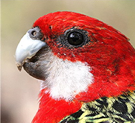 Rosella_Eastern_Dabb