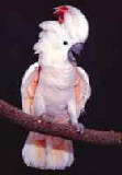 Salmon-crestedCockatoo