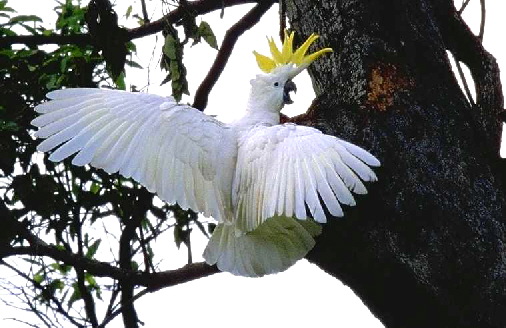 Sulphur-crestedcockatoo