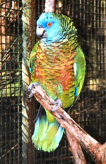 Versicolor2