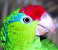 a.viridigenalis