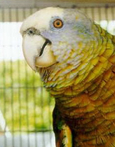 a_vincent1