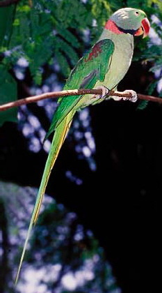 alex-parakeet