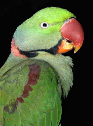 alexandrine