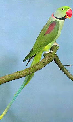 alexandriu_parakeet