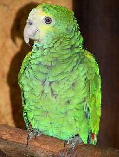 amazona-barbadensis