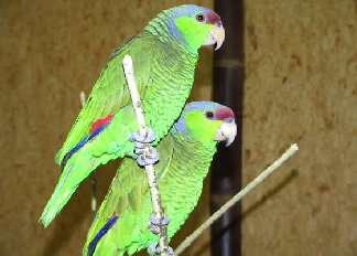 amazona-finschi