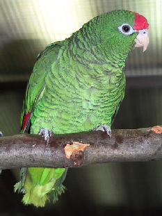 amazona-tucumana