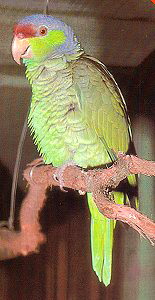 amazona_finchi_woodi