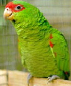 amazone_pretrei1