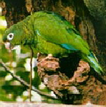 amazone_vittata