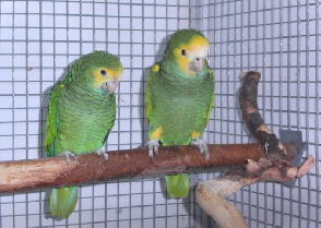 barbadensis