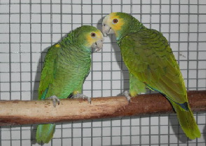 barbadensis1