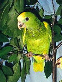 barbadensisbarbadensis