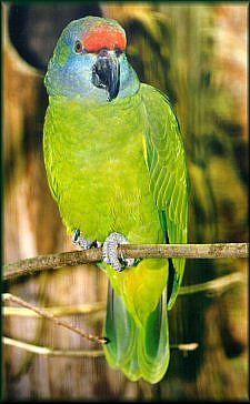 bodiniamazone