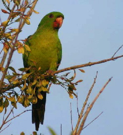 brevipes