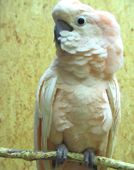 cacatua-moluccensis