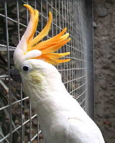 cacatua-sulphurea-citrinocristata