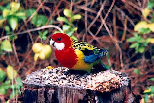 eastern_rosella1