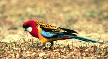 eastern_rosella2