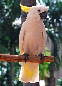 galerita