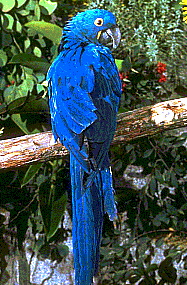 glaucous