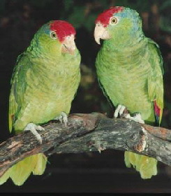 greencheeked1