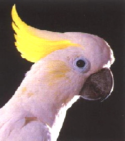 lesser