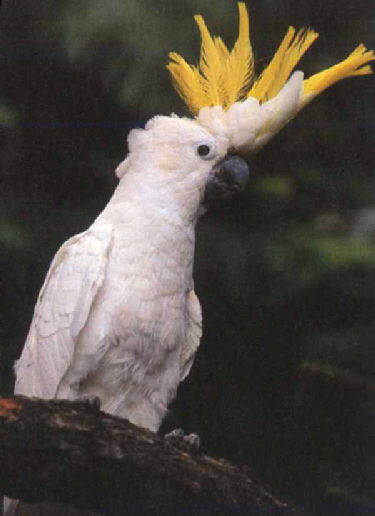 lesserabbotti