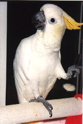 lesserparvula