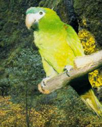 longipennis