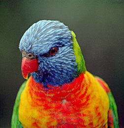 lorikeet-51202