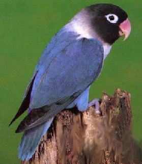 lovebird_masked_blue_mutation
