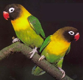 lovebirds_masked