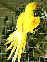 lutino alexandrine