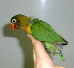 masked_green_baby