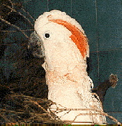 moluccan1