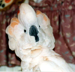 moluccan