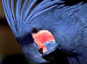 palm_cockatoo