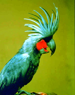 palmcockatoo1