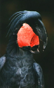 palmcocktoo