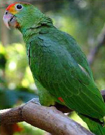 rhodocorytha1