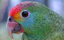 rhodocorytha2