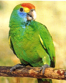 rhodocorytha3