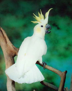 sulfurcrestedcock