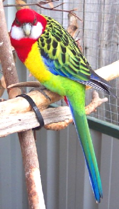 tasmanian