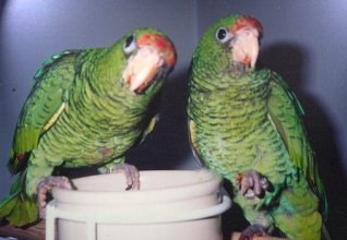 tucuamana