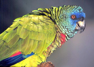 versicolor